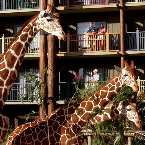 Disney's Animal Kingdom Villas - Kidani Village - Lake Buena Vista FL