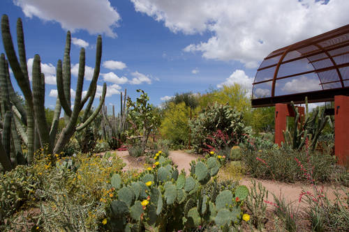 Desert Botanical Garden Phoenix Az Aaa Com