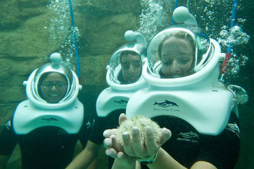 Discovery Cove Orlando Fl