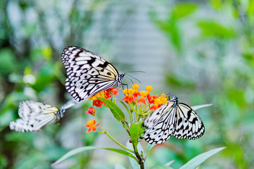 Audubon Butterfly Garden And Insectarium New Orleans La Aaa Com