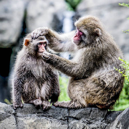 aaa bronx zoo discount
