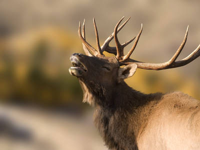 LUGO/iStockphoto.com