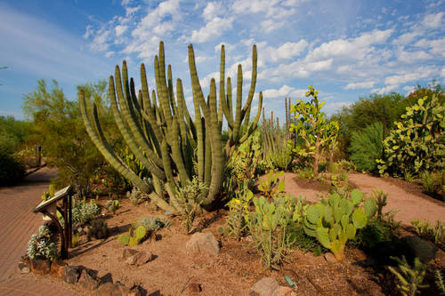 Electric Desert: after dark at the Desert Botanical Garden