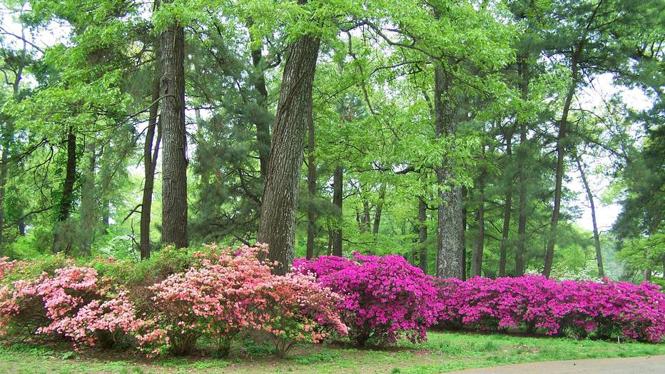 Memphis Botanical Garden/Memphis Botanical Garden