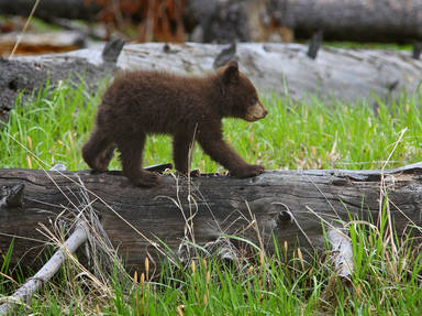 Yellowstone National Park