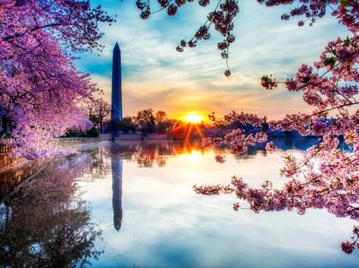 National Cherry Blossom Festival