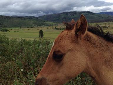 Vista Verde Guest Ranch