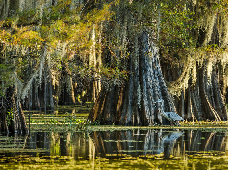 Southern Swamps Scenic Byway Road Trip