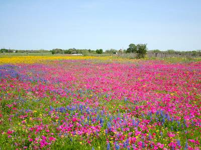 Lady Bird Johnson Wildflower Center/Courtney Lykins