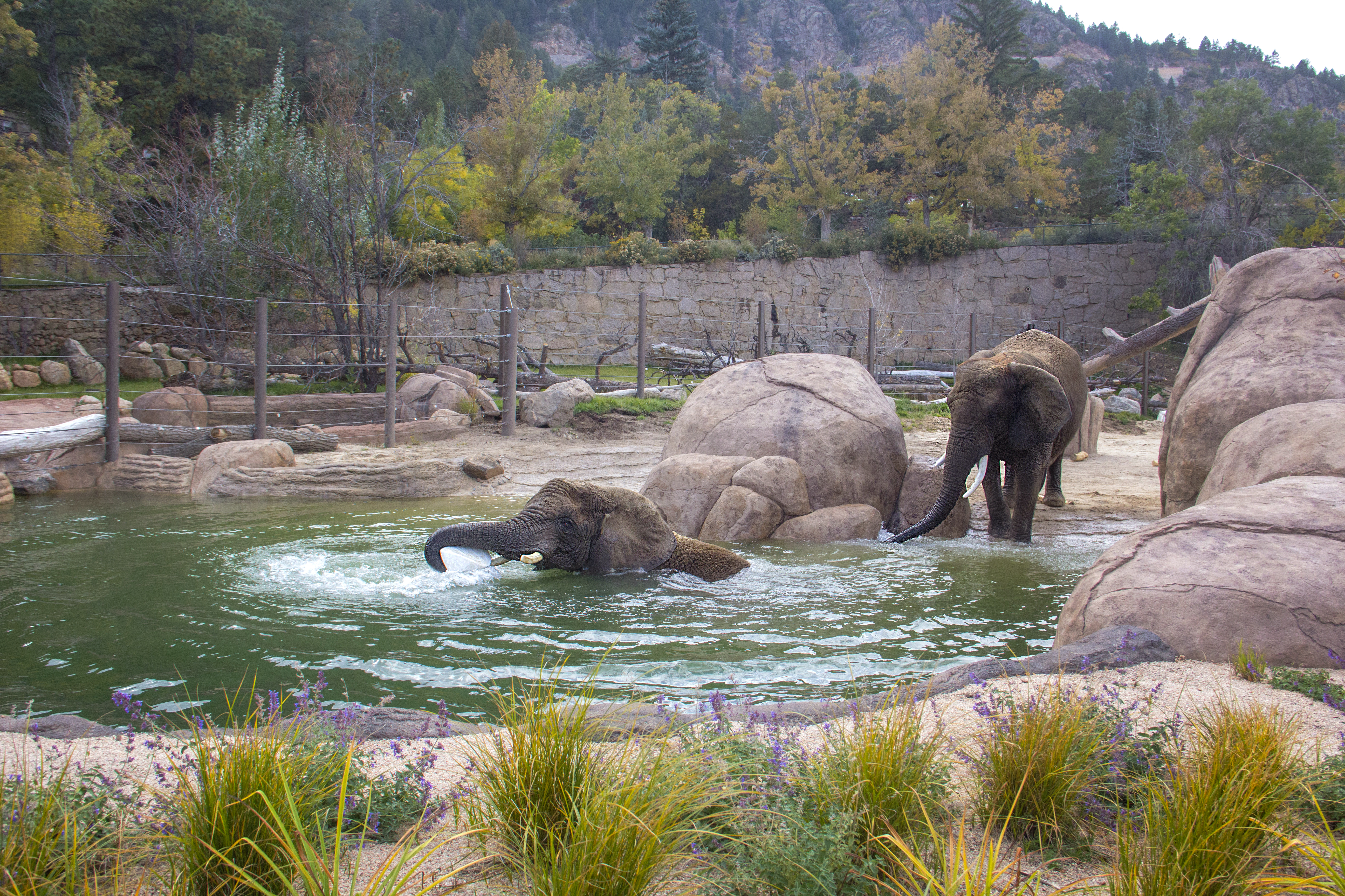 Cheyenne Mountain Zoo Colorado Springs CO AAA Com   1690988