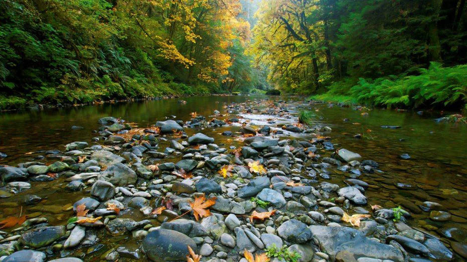 Courtesy of Jedediah Smith Redwoods State Park