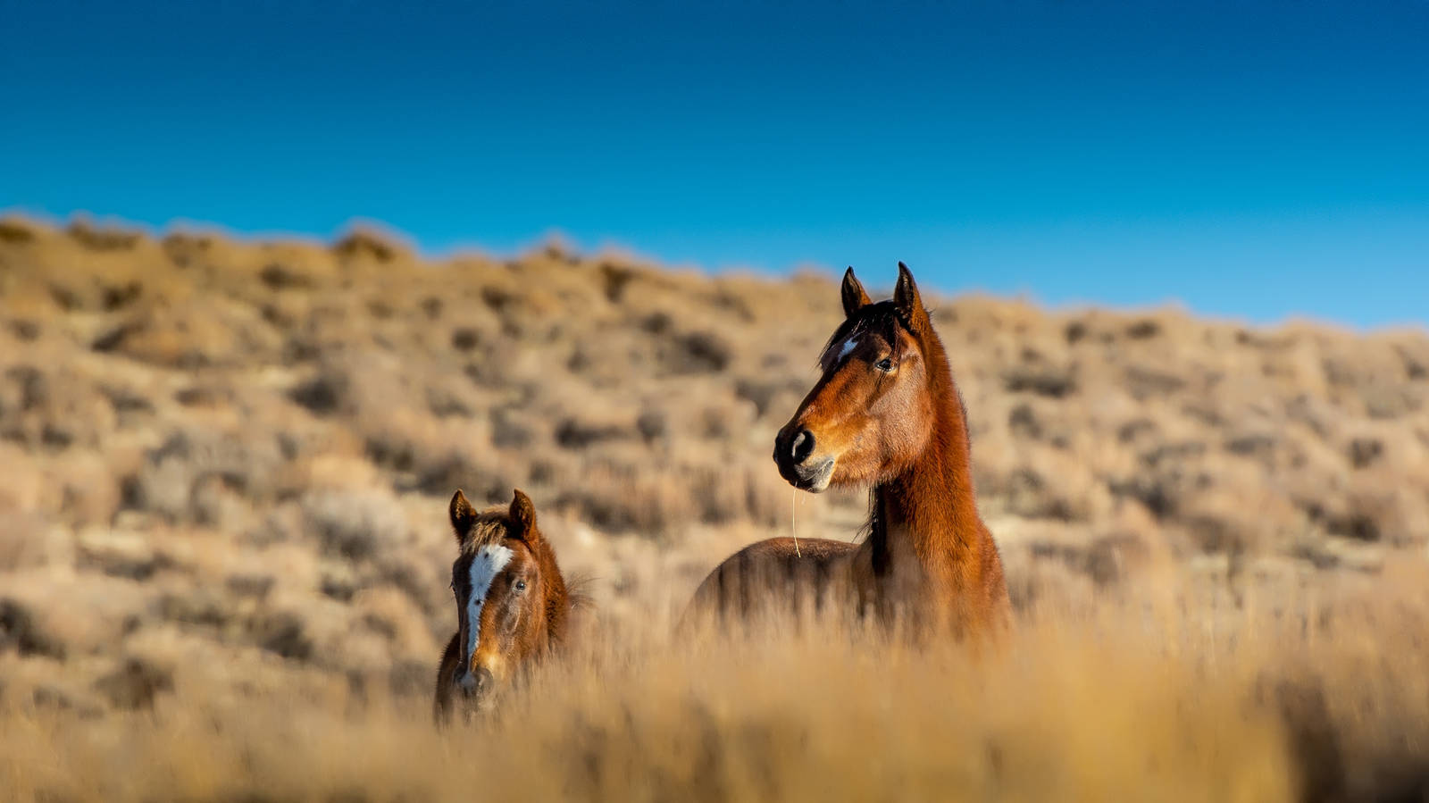 Three Things: Animal Sanctuaries Offering Human Sleepovers - Trip Canvas