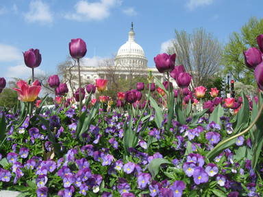 AAA Walking Tours in Washington, D.C.