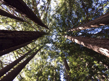 Redwood National And State Parks