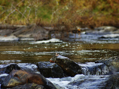 Riviere-Du-Loup