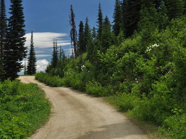 Nez Perce National Forest