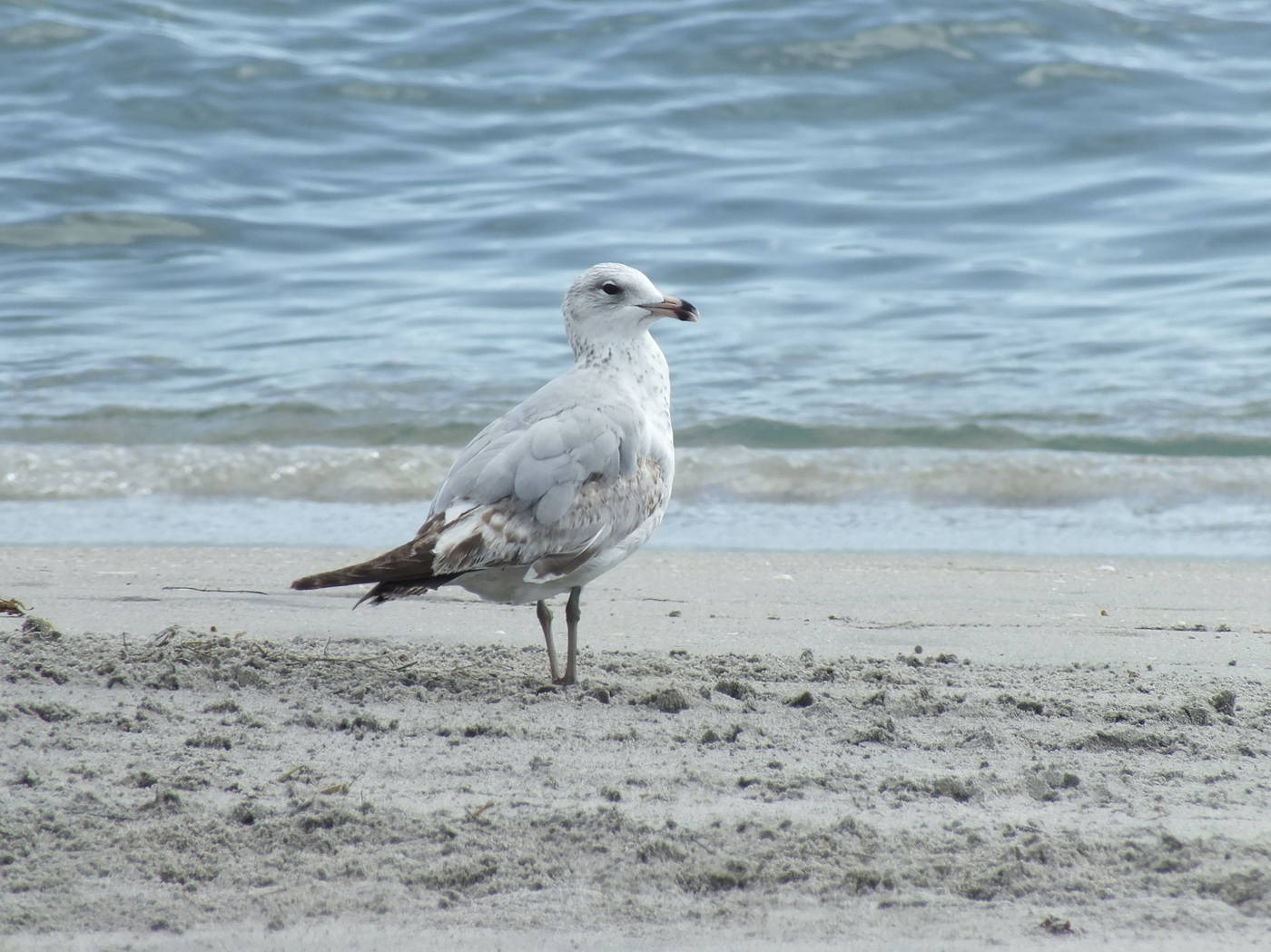 a Travel Guides New Smyrna Beach Fl