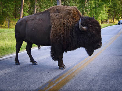 Yellowknife Scenic Highway