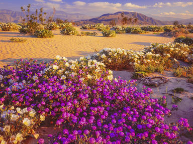 Borrego Salton Scenic Seaway