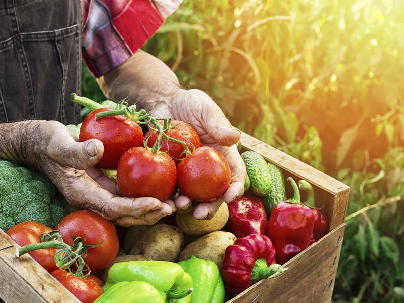 Ground vegetables. Урожай овощей. Сбор урожая. Сбор урожая овощей. Хороший урожай.