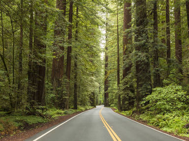 Avenue of the Giants Scenic Highway