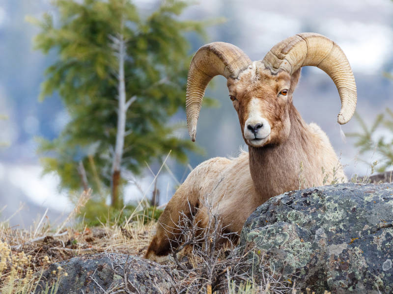 Wind River Canyon Scenic Byway Road Trip