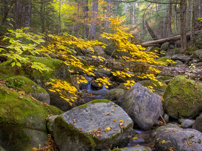 Miller State Park Scenic Road