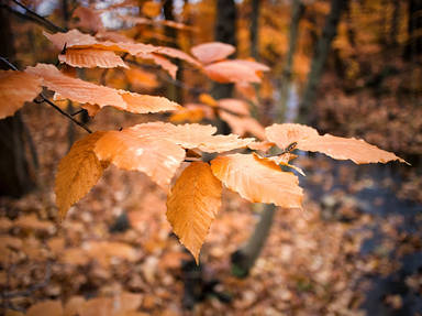 Pachaug State Forest Scenic Road