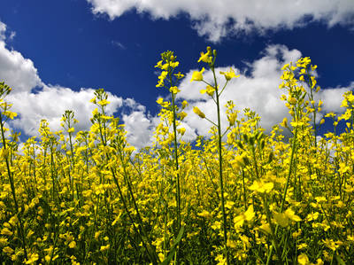 Manitoba's Scenic Yellowhead Highway