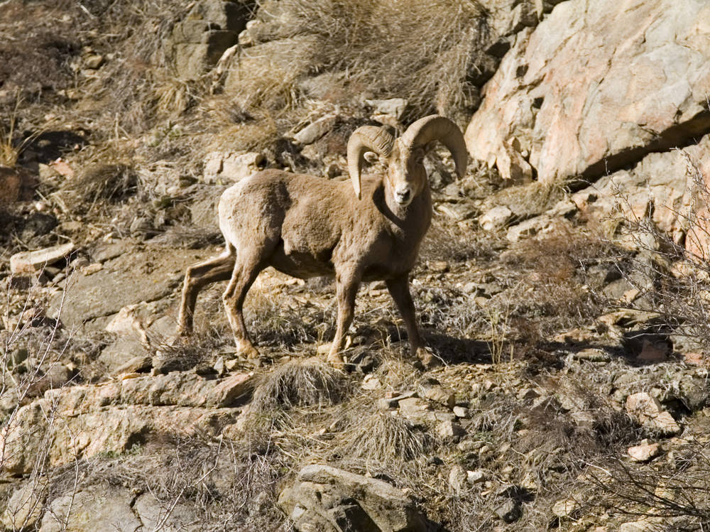 Colorado's Arkansas River Scenic Highway