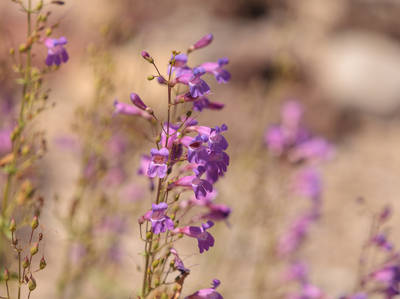 Sandhills Journey Scenic Highway