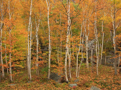 Grafton Notch Scenic Byway