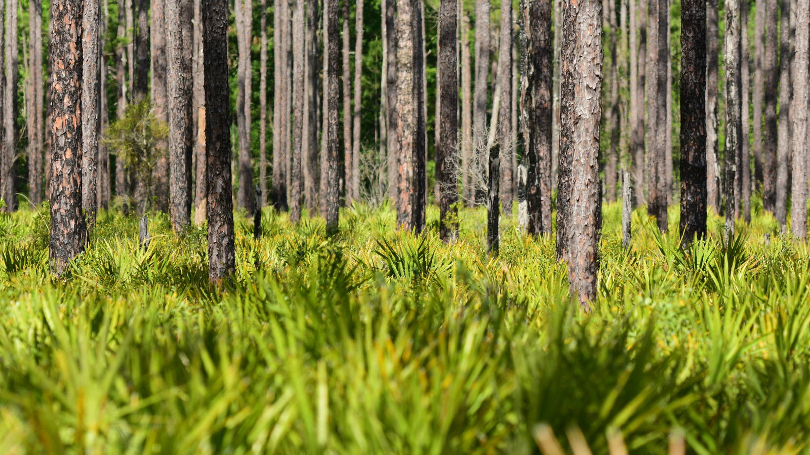 Florida Black Bear Scenic Route 19 Route - Trip Canvas