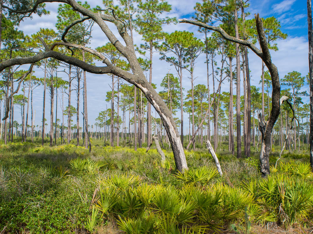 Florida Black Bear Scenic Route 40