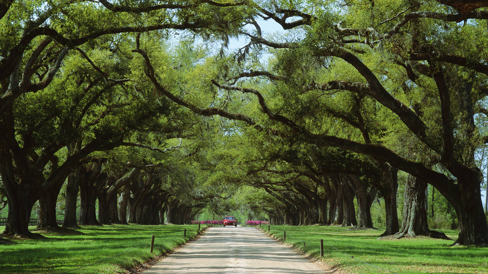 are dogs allowed at boone hall plantation