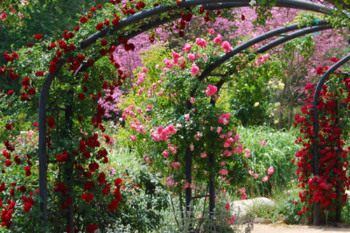 Rose Garden - Descanso Gardens