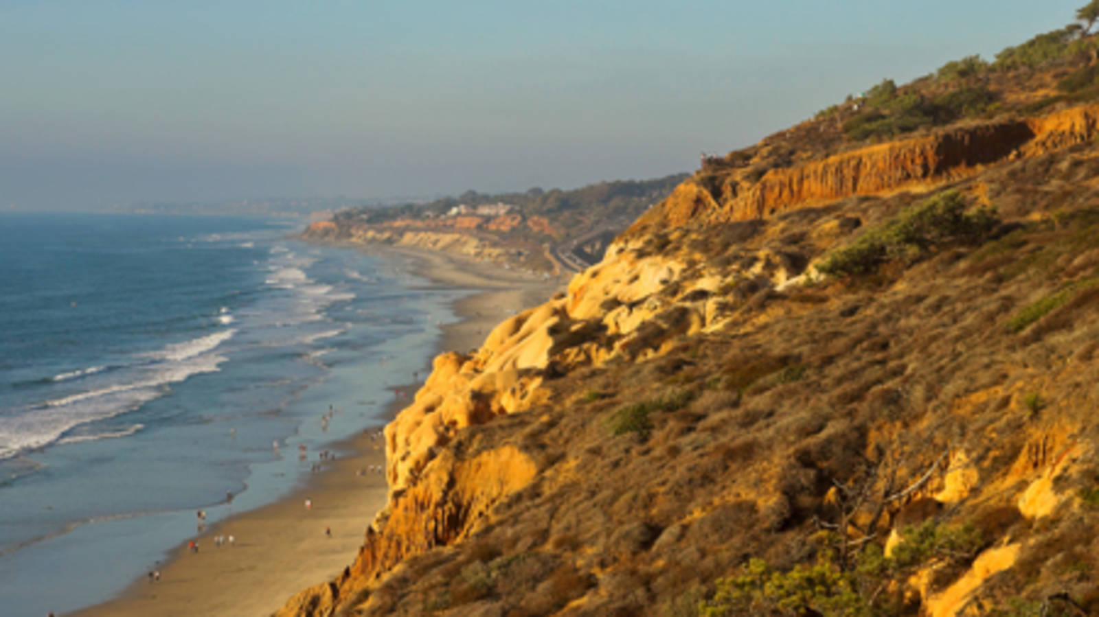 are dogs allowed at torrey pines