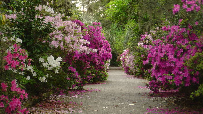 Magnolia Plantation